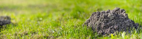 picture of a molehill